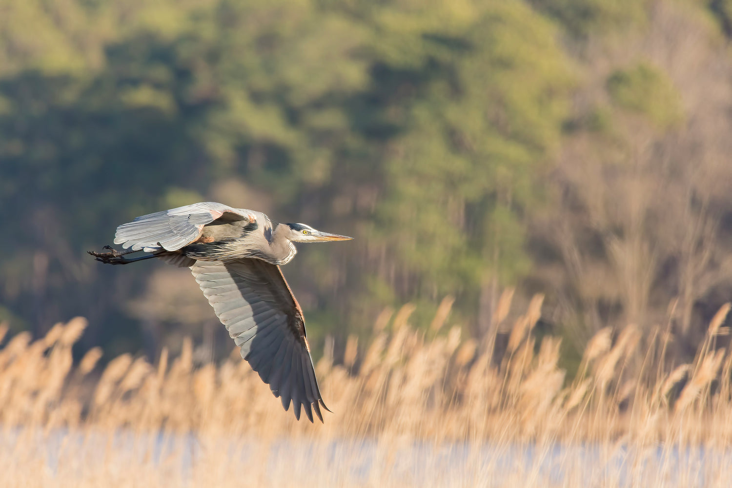 T-Shirts to Support the York Land Trust (YLT)