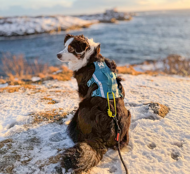 Ramble Harness Long Dog Harness