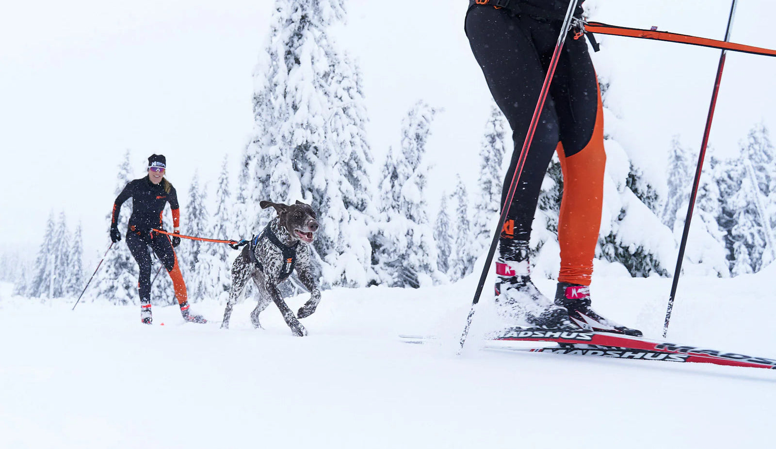 Two cross-country skiers with a dog in a snowy forest setting