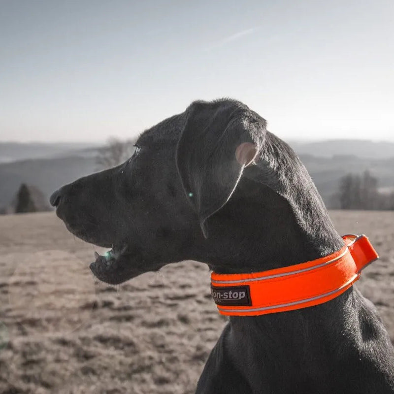 Dog Collar Blaze Orange