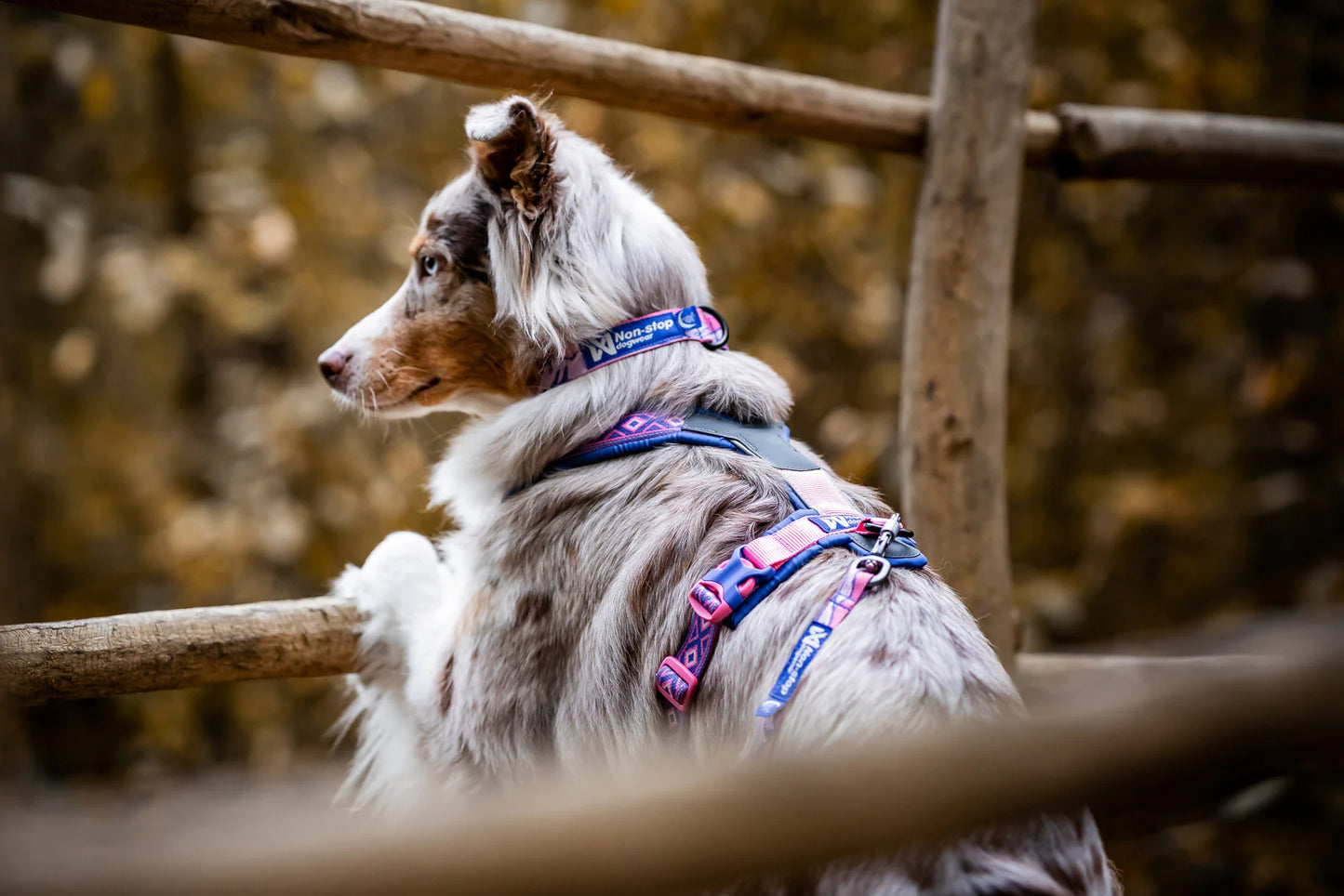 Trail Quest Dog Collar | Rachel Pohl Edition