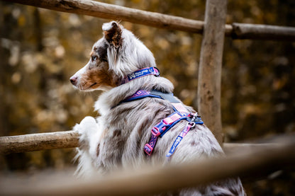 Trail Quest Dog Collar | Rachel Pohl Edition
