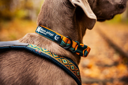 Trail Quest Dog Collar | Rachel Pohl Edition